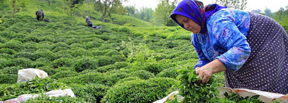 Tea Harvest Rises 9%
