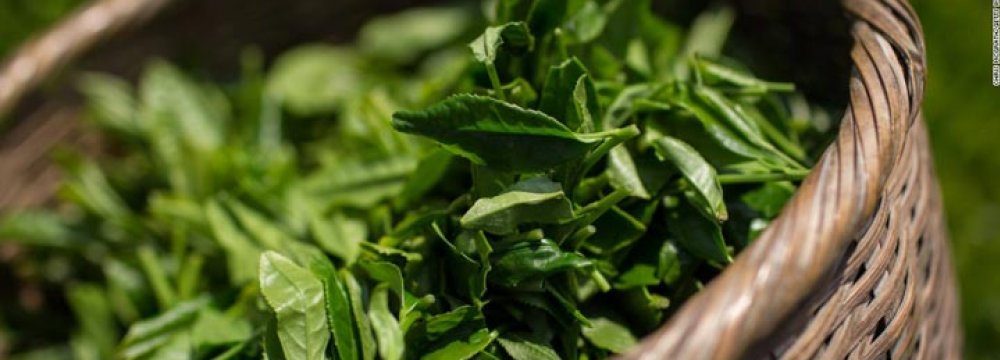 Fresh Tea Leaf Production Estimated at 110,000 Tons
