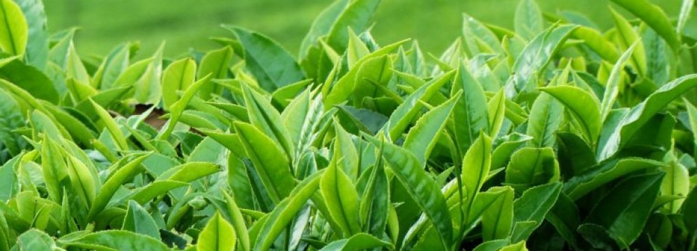 Iranian tea is 100% natural and pesticide-free.