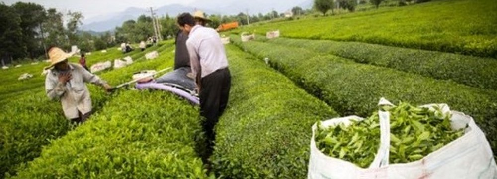 Fresh Tea Leaf Production to Exceed 100K Tons