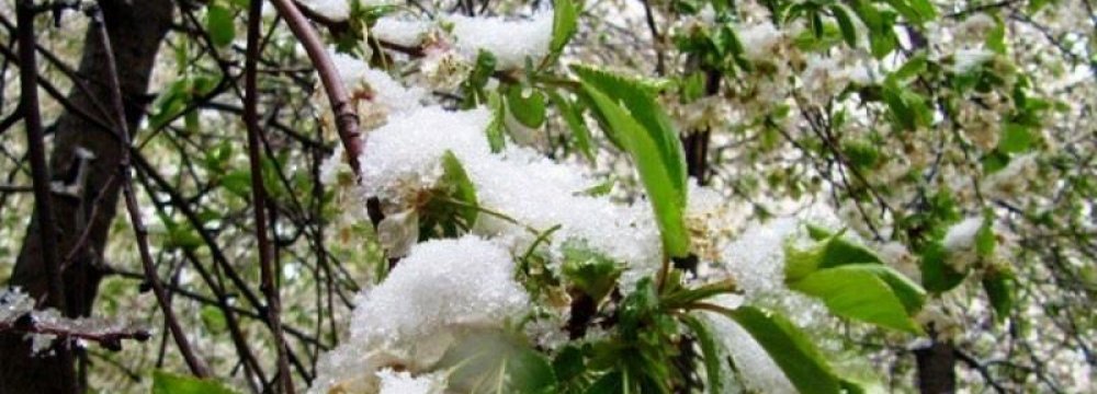 Frost Inflicts Losses Worth $100m on Tehran Agriculture