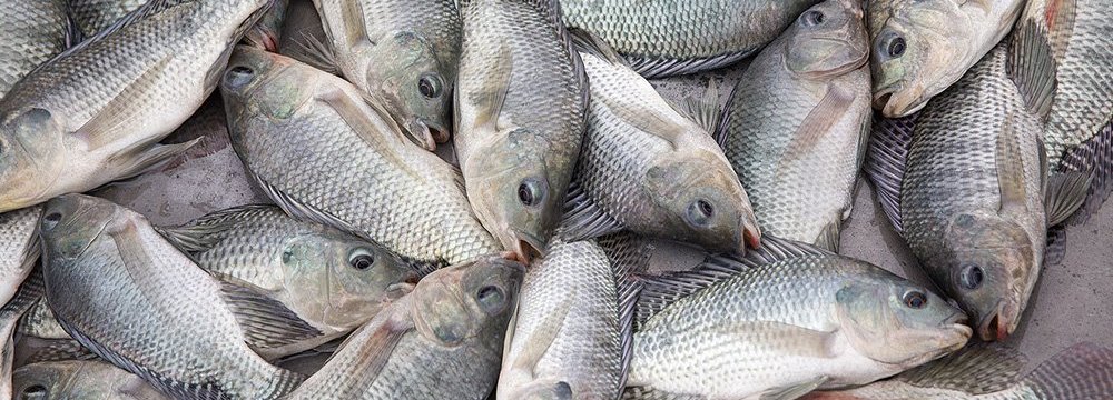 Iran 4th Biggest Importer of Tilapia From China