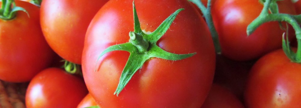 Tomato Exports Earn $35m