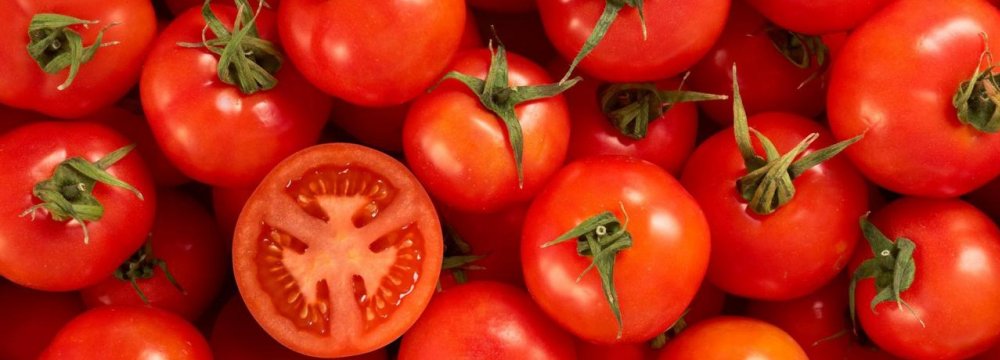 Tomato Exports Earned $9.5m in 1 Month