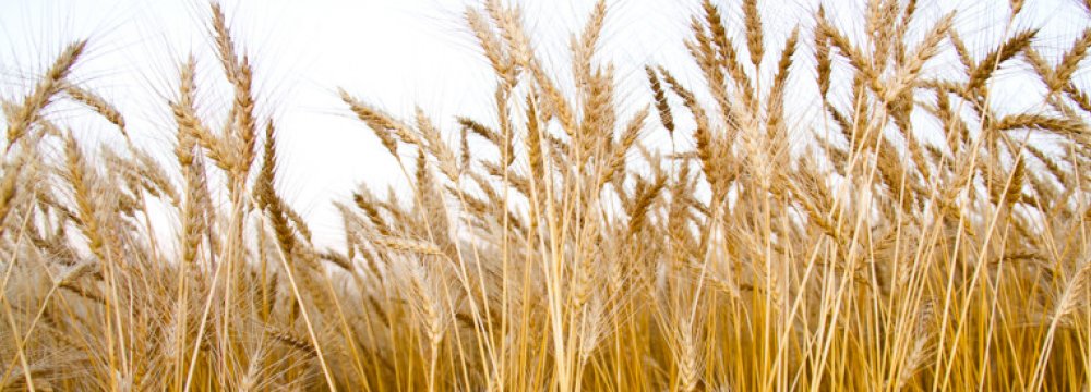 Wheat Cultivation  Set to Begin