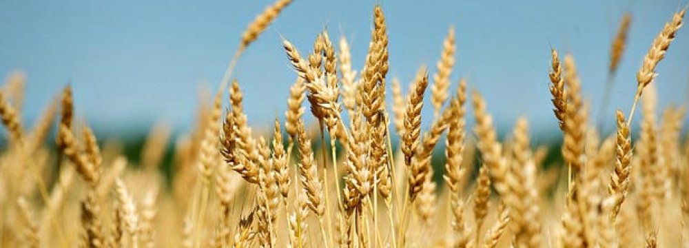 Gov’t Buys 550K Tons of Wheat in 20 Days