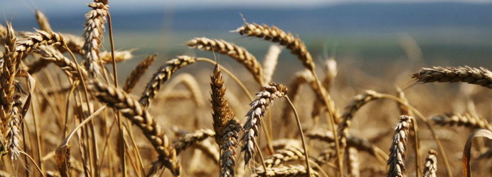 Wheat Production Estimated to Decline