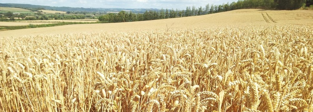 A record high of 14 million tons of wheat were domestically produced last year, leading to self-sufficiency after about a decade.