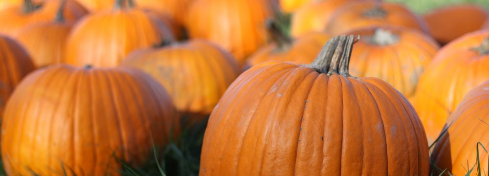 31K Tons of Zucchini, Pumpkins Exported