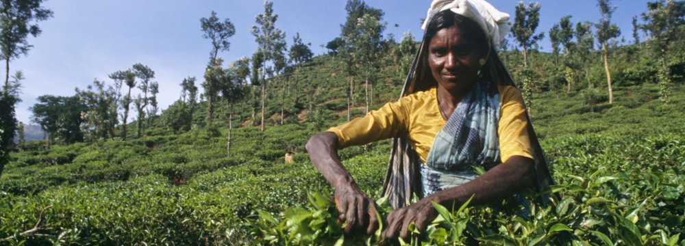 Indian Tea Exporters Cheer Exemption From American Sanctions on Iran