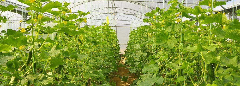 Some villages near Qazvin have developed new jobs using modern cultivation techniques.