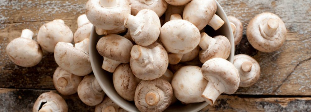Mushroom Production Expected to Reach 180k Tons by March 2020