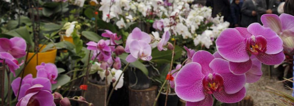 Ornamental Flower Exports at $30-40m p.a.