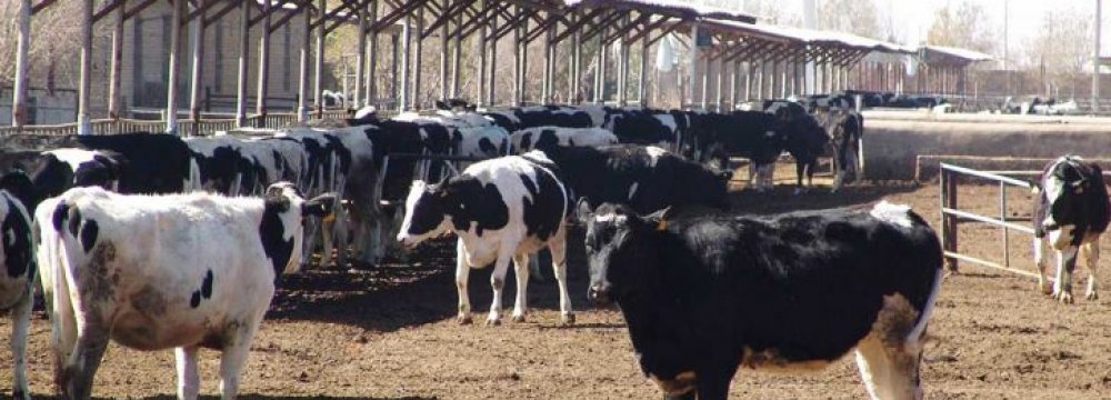 Cattle Farm Output Reviewed 