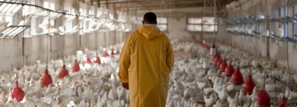 Q1 Chicken Farms’ PPI Hit 79.8% 