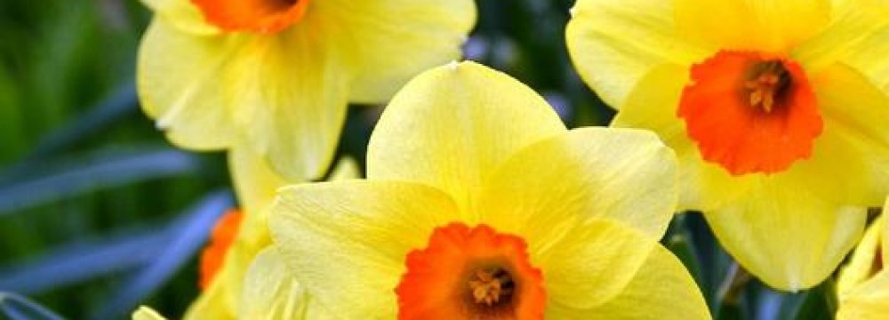 Iran Daffodil Production Hits 600m p.a.