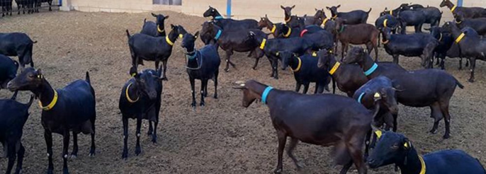 1,200 Spanish Goats Imported to Yazd
