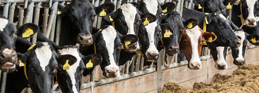 Industrial Livestock Farms’ PPI at 51.83% 