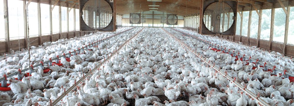 Poultry Output Down 17% 