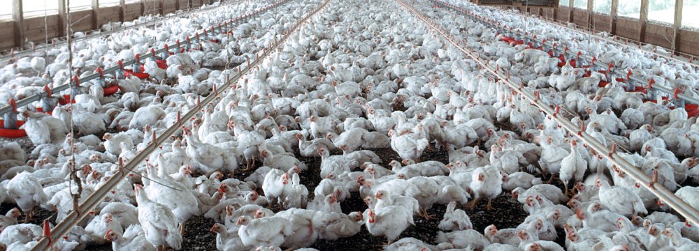 Poultry Output Exceed 2m Tons in Fiscal 2021-22