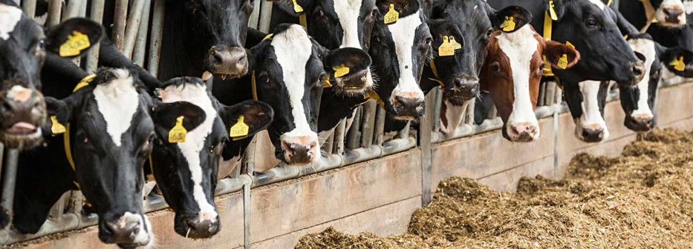 $7b Worth of Livestock Feed Imported in Fiscal 2022-23