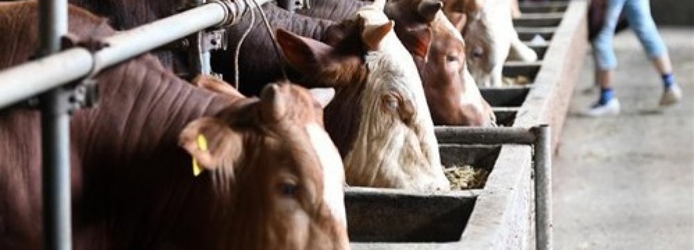 Industrial Livestock Farms’ PPI Inflation Hit 69% in Q2 