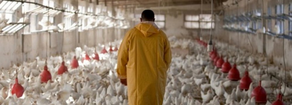 Poultry Farmers Facing Feed Shortage 
