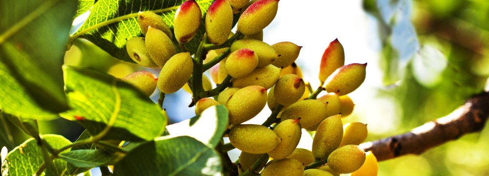 Pistachio Exports Fetch Over $320m in 10 Months