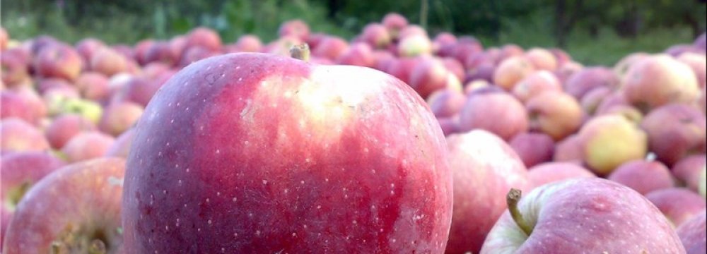 Apple Output Expected to Exceed 4 Million Tons 