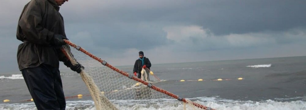 23% Rise in Boney Fish Harvest From Caspian Provinces 