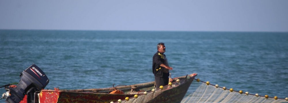Caspian Sea Sprat Harvest Tops 12,500 Tons 