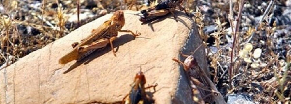 Desert Locust Invasion Expected in Mid-March