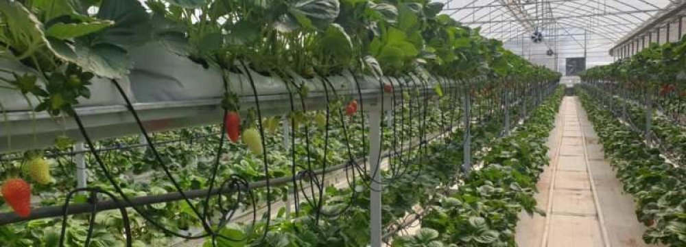 Iran’s Greenhouses Surveyed by SCI