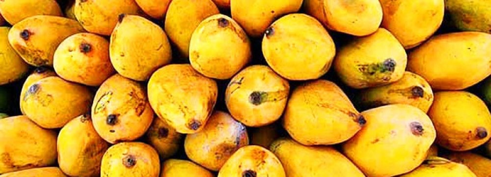 Iran’s Mango Output at 40K Tons Per Year