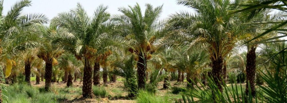 Khuzestan Expects 32% Rise in Date Production
