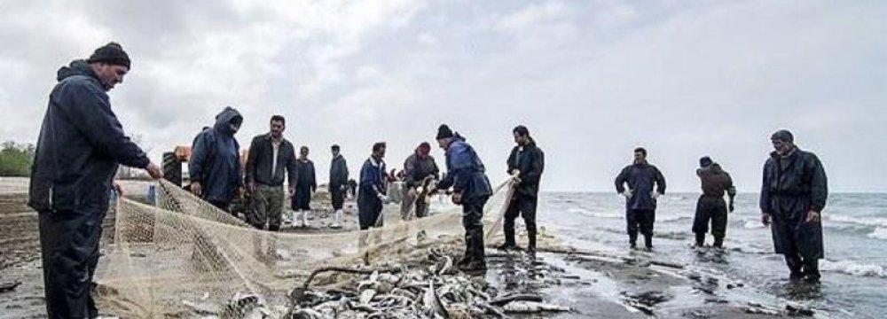 Mazandaran Bony Fish Harvest Down 30% 