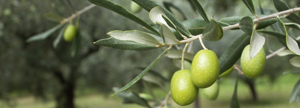 Olive Output Expected to Reach 120K Tons by Fiscal Yearend