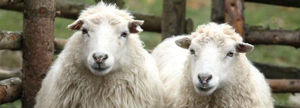 Semnan Farm Starts Spanish Sheep Breeding 