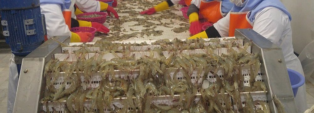 Shrimp Exports Earn $150 Million Since March