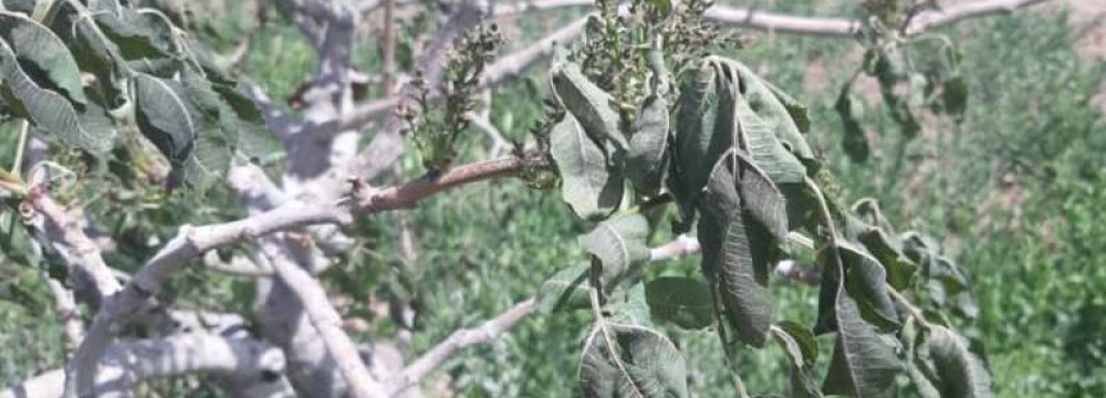 Frost Inflicts Losses Worth $76m on Sirjan Pistachio Orchards 