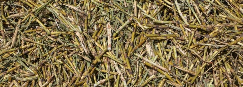 70 Percent Rise in Sugarcane Output 