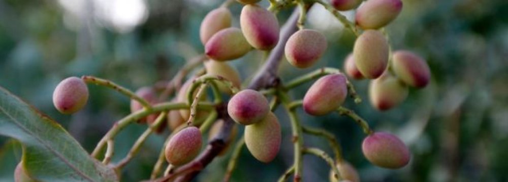 Iran’s pistachio sector is second in the world.