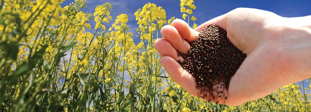 The government says it is planning to meet 70% of the domestic demand for oilseeds from local production.