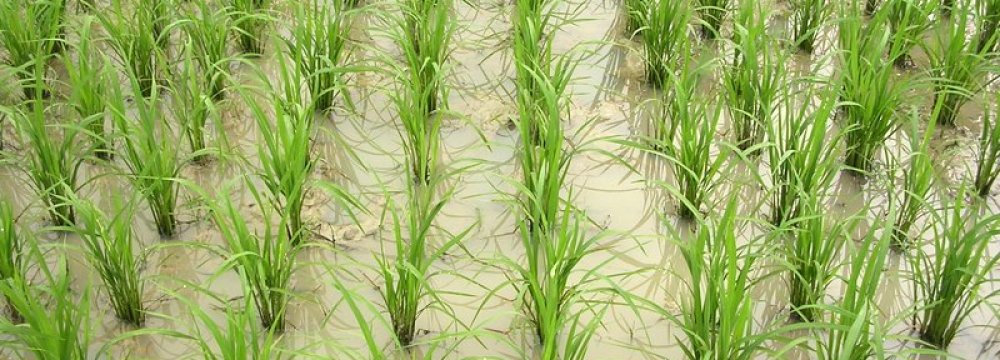 Rice production in Iran stood at 2.25 million tons in the last Iranian year (ended March 20, 2017).