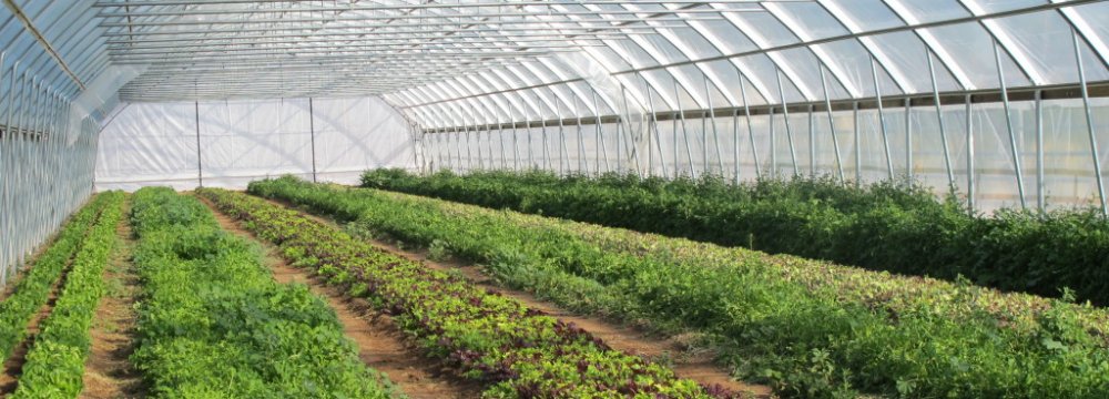 Vegetable, Flower Production to Increase
