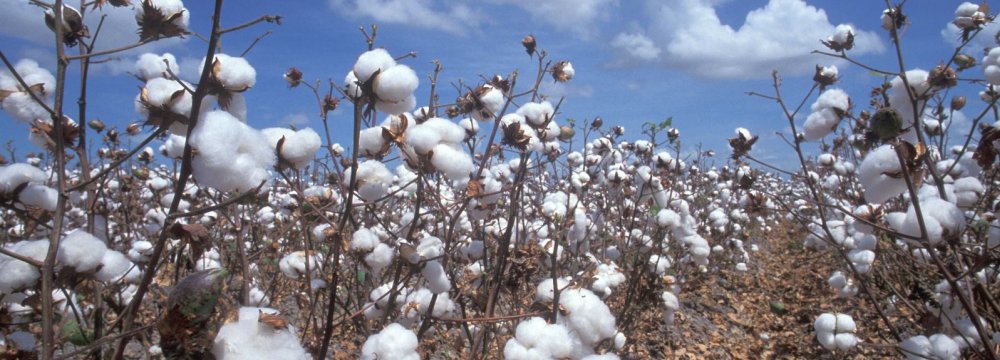 Iran Cotton Industry Risks Losing Viability
