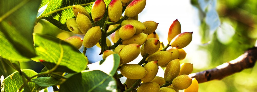 Kerman Province once accounted for 70% of Iran’s pistachio production, but currently produces only 30% all the pistachio grown in the country.