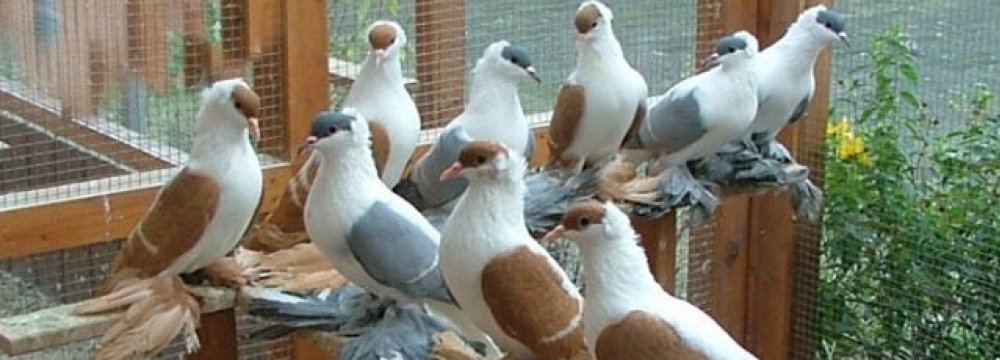 Trade of Ornamental Birds Banned