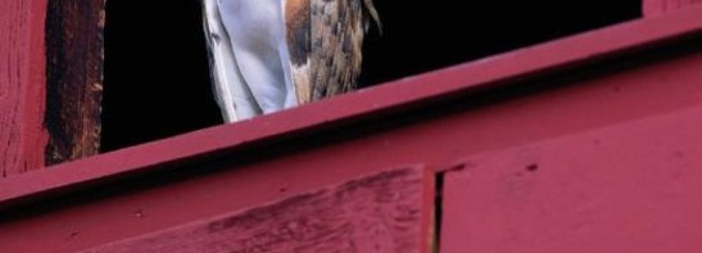 Hedayat’s Blind Owl in Dutch