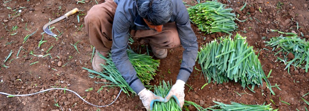 Contamination of vegetables irrigated by untreated wastewater is the main cause of cholera in Iran.